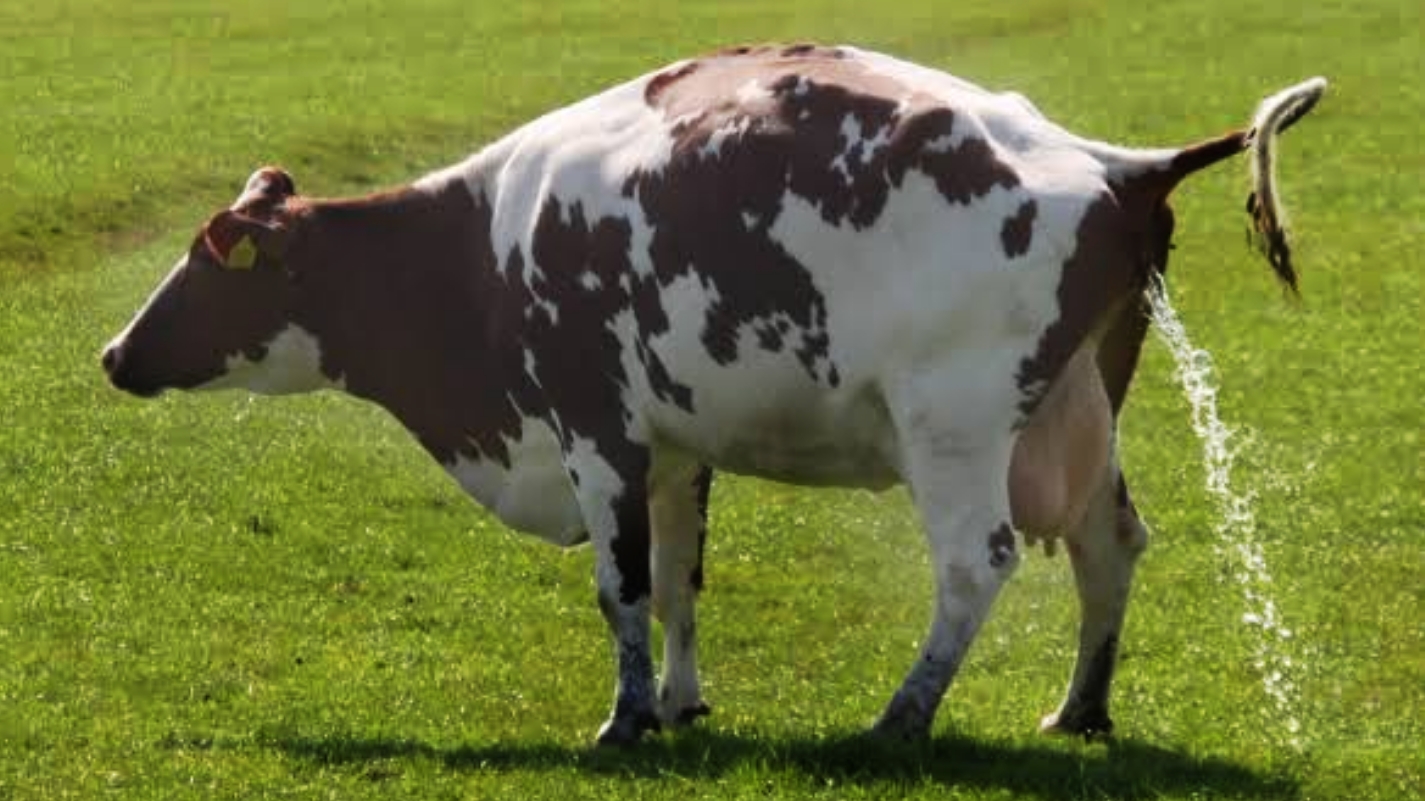 بقرة تقوم بعملية التبول - لخدمة المقالة التي تتحدث عن تدريب الأبقار علي عملية التبول