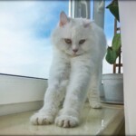 صورة قطة بيضاء جميلة