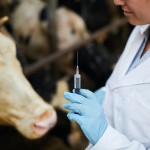 Cow Vaccination