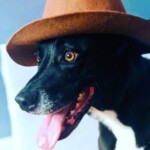 صورة كلب جميل مع قبعة