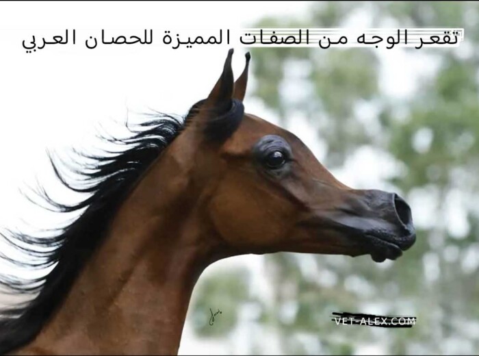 تقعر وجه الحصان العربي الأصيل