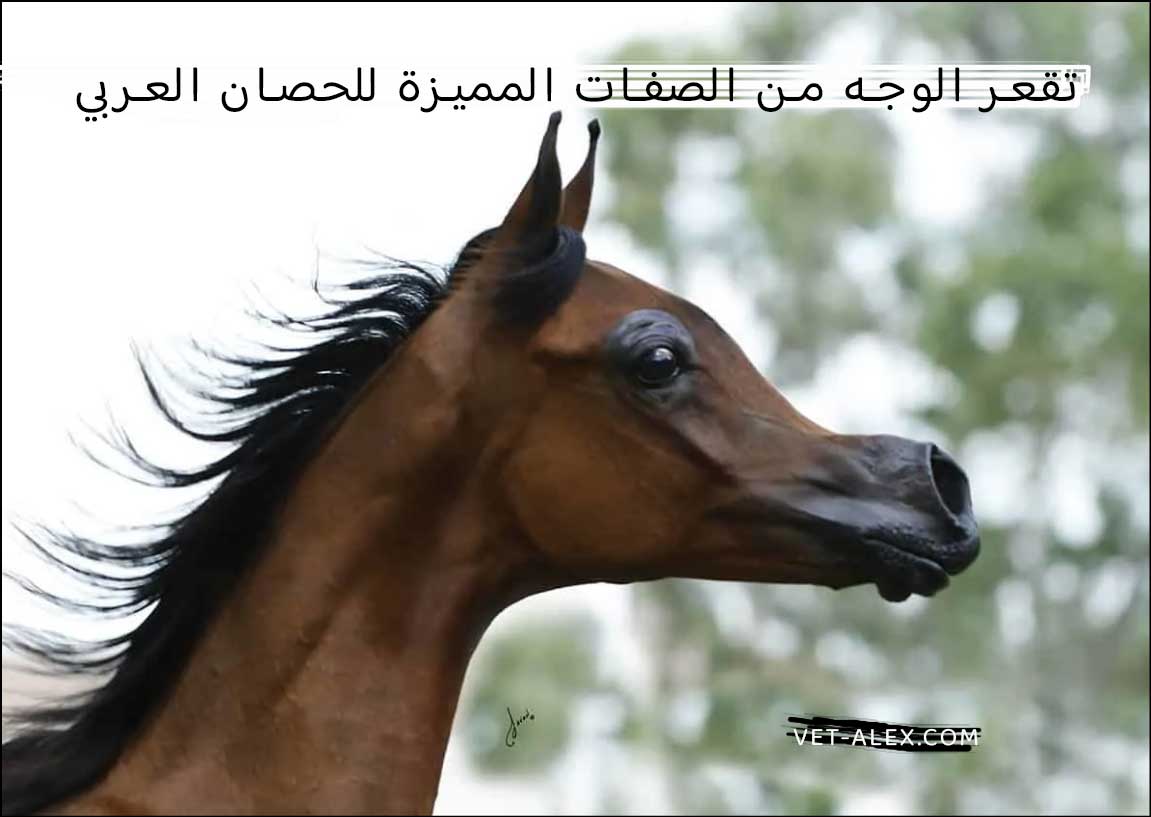 تقعر وجه الحصان العربي الأصيل