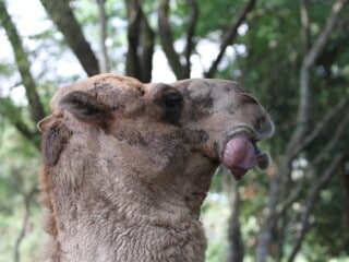 Rutting Camel